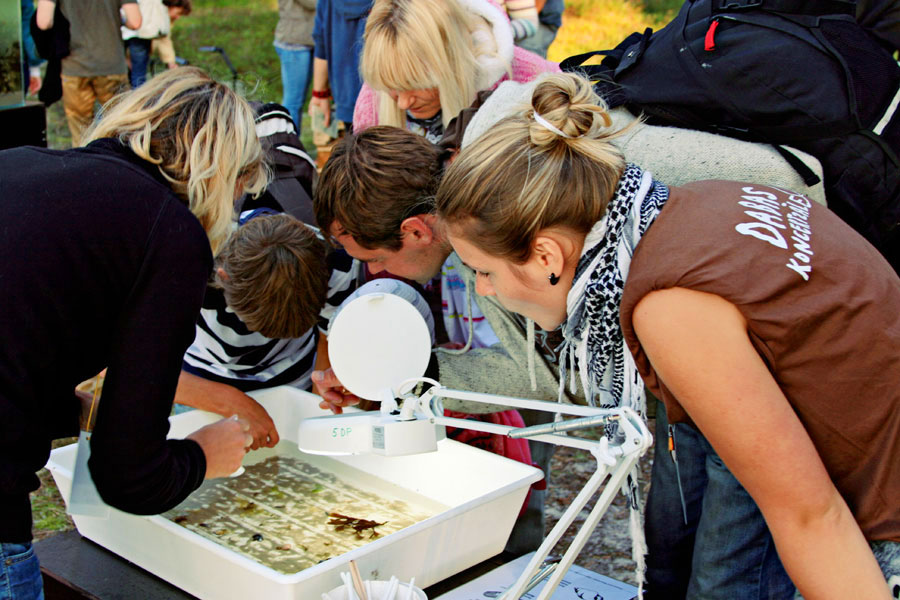 DK2011_fucus-vesiculosus_foto-Marika-Latsone_4159