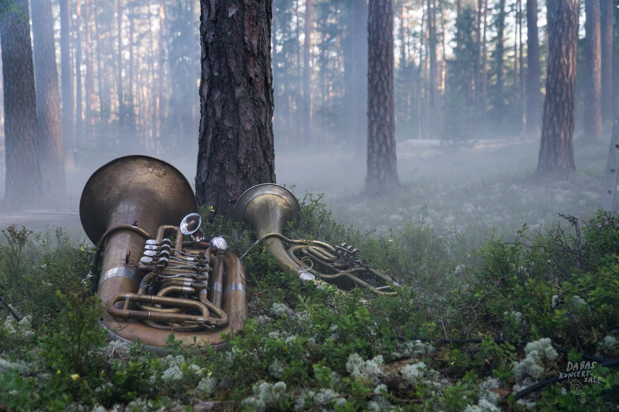 DK2020-Geastrum-foto-Marika-Latsone-188